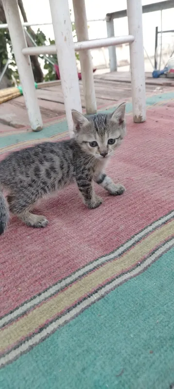 Котята отдам в добрые руки — фото 1