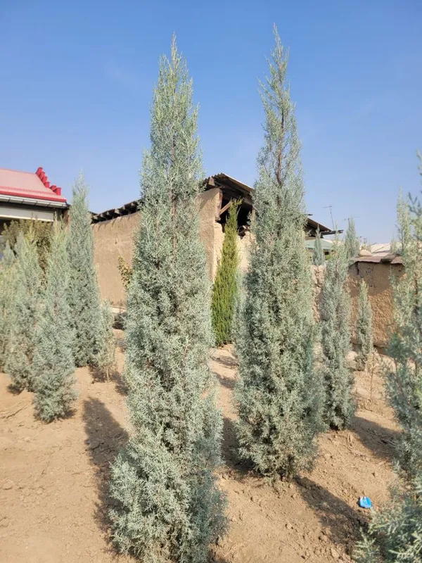 arizonski kiparis archa boyi 1.2 da 3.30 ga bor 50 $ dan boshlanadi — фото 5