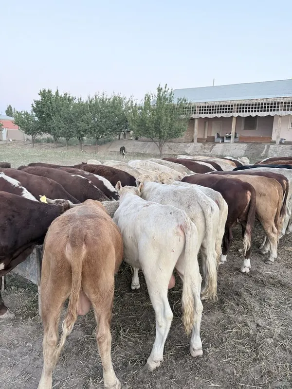 Mol buqa мол бука быки 2 Mol buqa мол бука быки 2