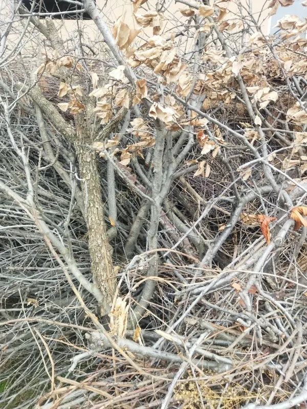 Продаю дрова. — фото 1
