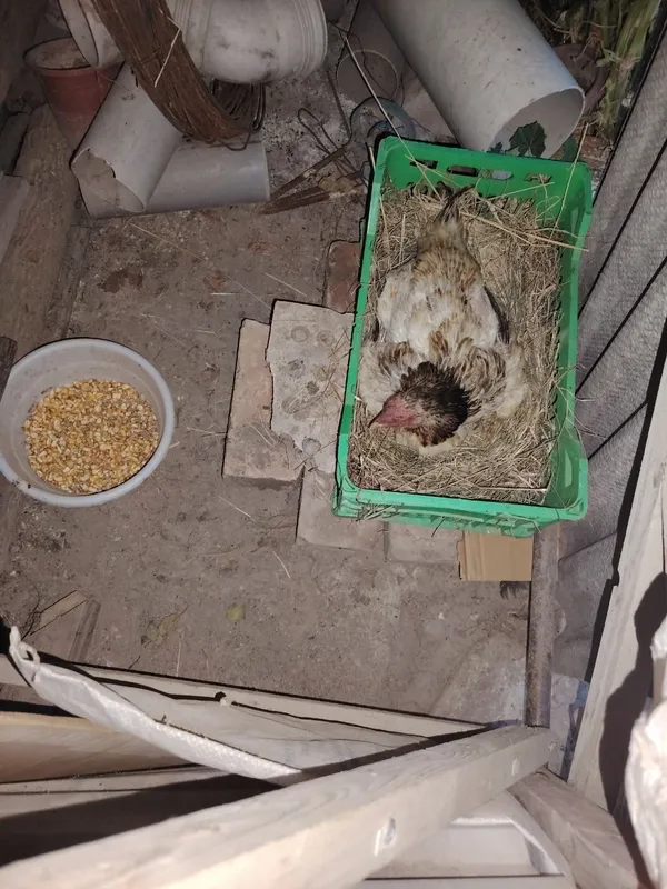 Курк дакан товук 15 та тухум билан сотилади. 2 Курк дакан товук 15 та тухум билан сотилади. 2