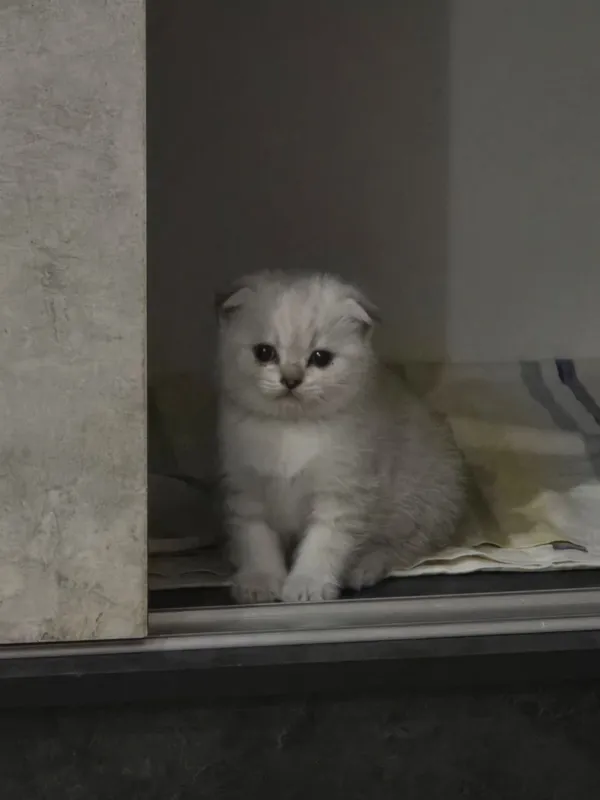 Продаются породистые котята скотиш фолд 2 девочки и 2 мальчика — фото 2