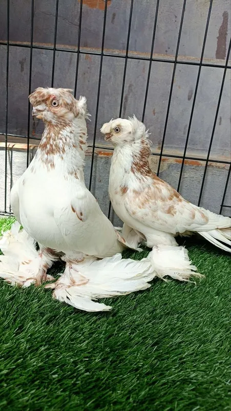 Golubi sotiladi ..