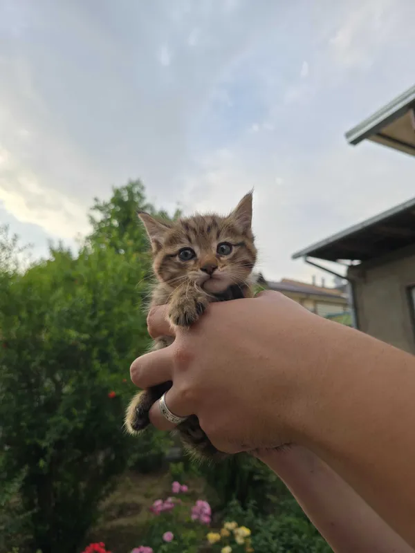 Котята ищут семьи! — фото 1