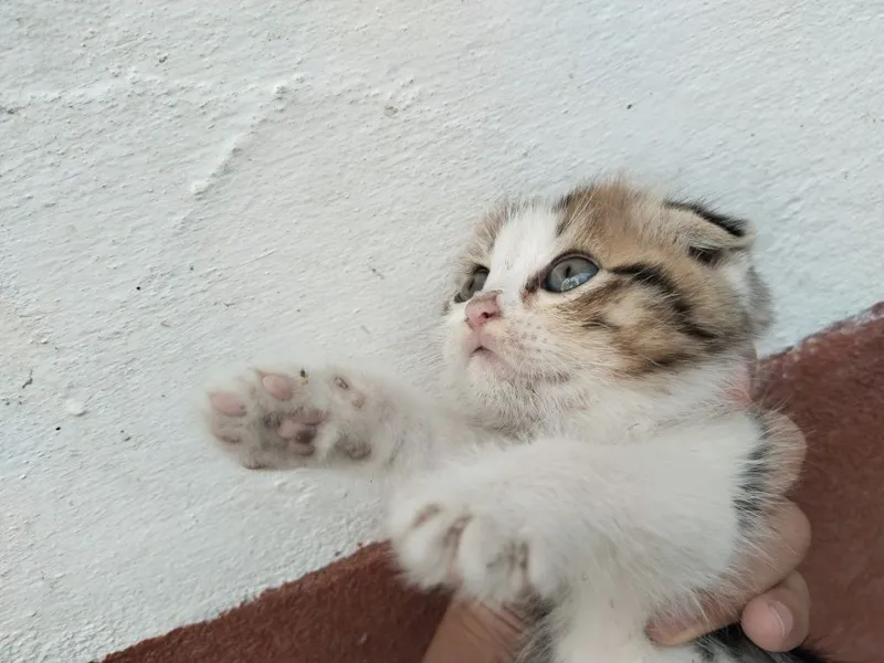 Sotiladi 1 yarim oylik qiz 250 ming 2 Sotiladi 1 yarim oylik qiz 250 ming 2