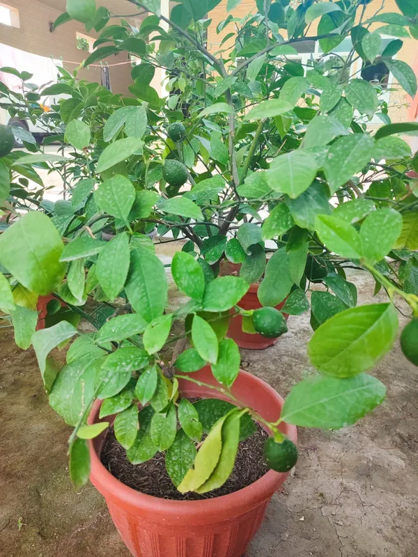 Limon daraxti sotiladi mevasi bilan. Продается лимонное дерево с плода 3