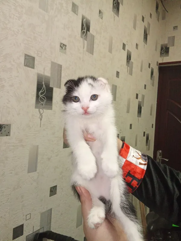 Продается котенок вислоухий 500тысяч
