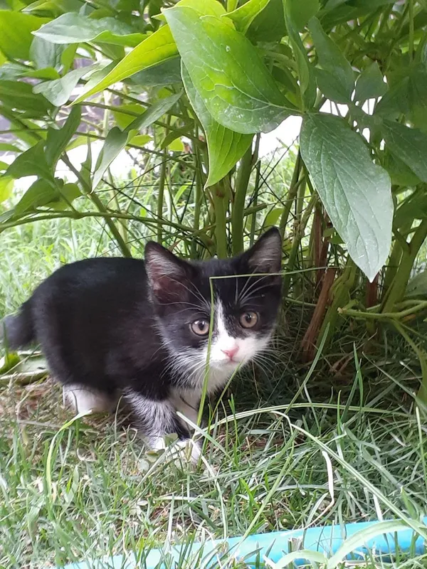 Котёнок 2 Котёнок 2
