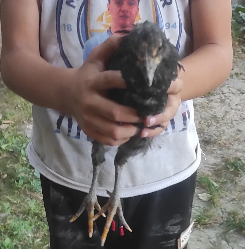sotiladi