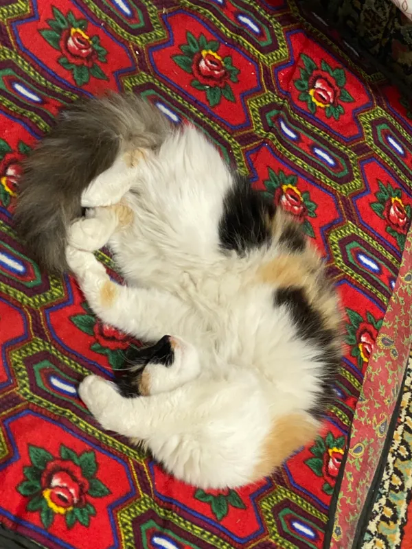 Котята 6 Котята 6