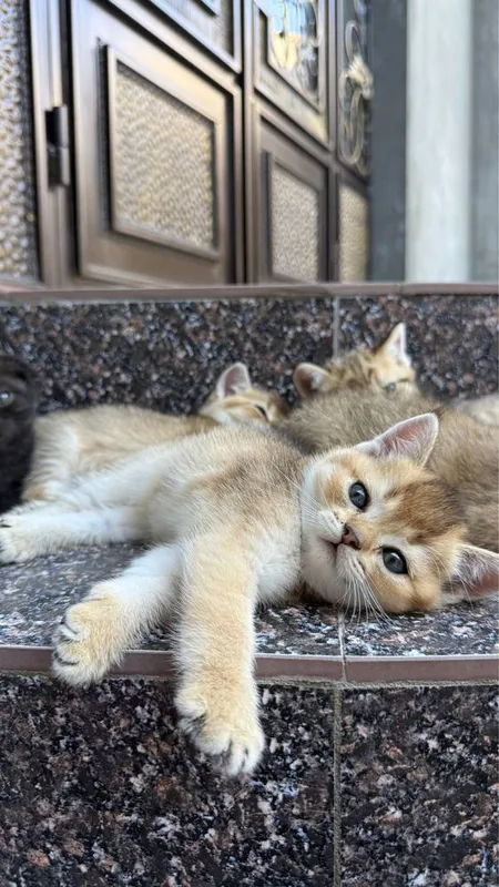 Продается миленькие котята 3 Продается миленькие котята 3