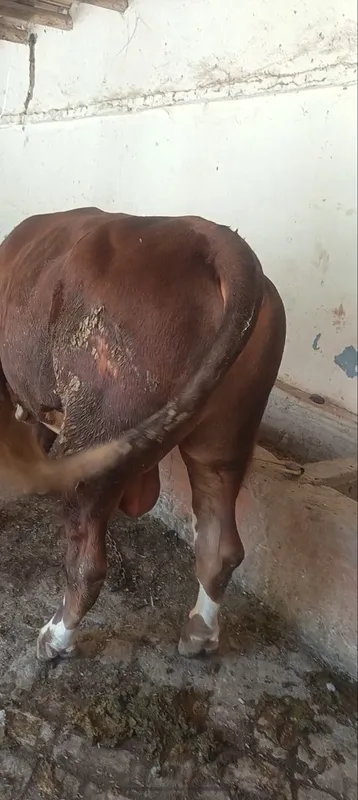 Buqa sotiladi yeb ichishlari zur 3 Buqa sotiladi yeb ichishlari zur 3