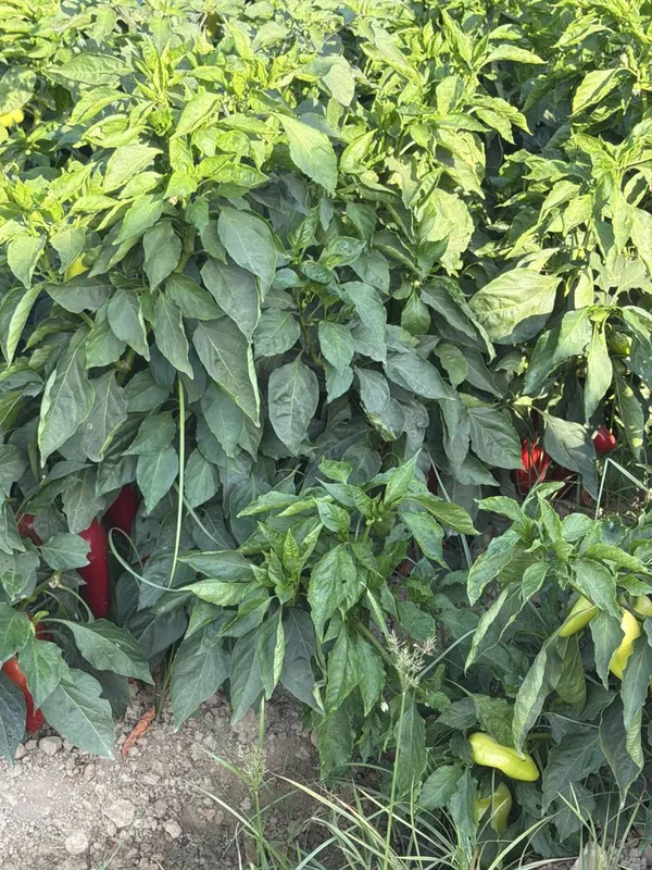 Bolgar qalampiri sotiladi terilmagan hali 2 Bolgar qalampiri sotiladi terilmagan hali 2