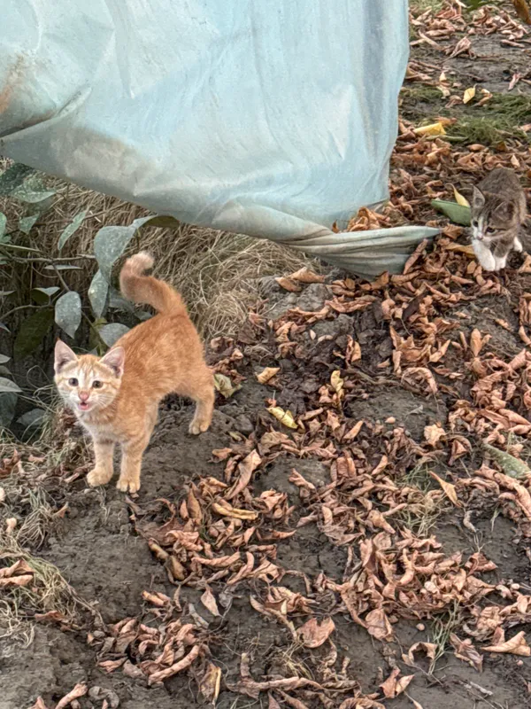 Котята ищут дом 3 Котята ищут дом 3