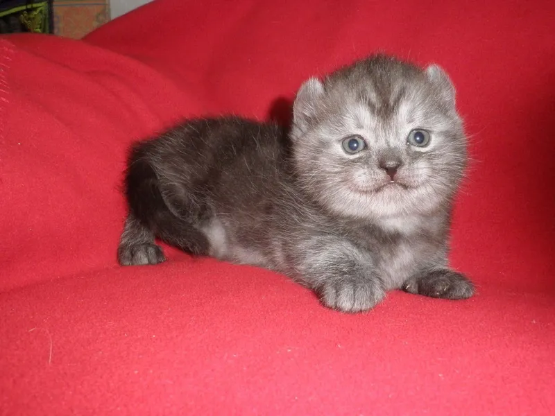 Продаются котята породы кинколоу и керл-мальчик — фото 5