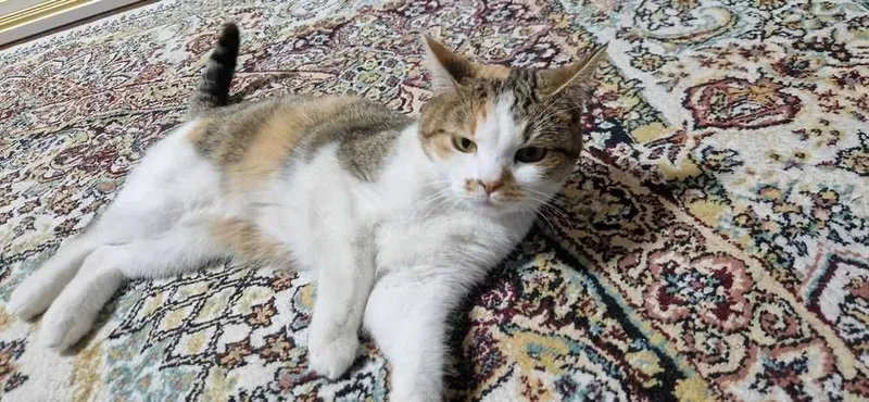 Кошка скоттиш страйт 1 Кошка скоттиш страйт 1