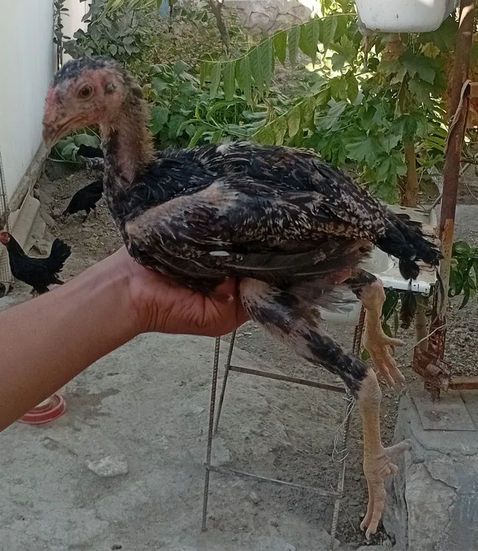 Kulangi jojalar sotiladi 5 Kulangi jojalar sotiladi 5