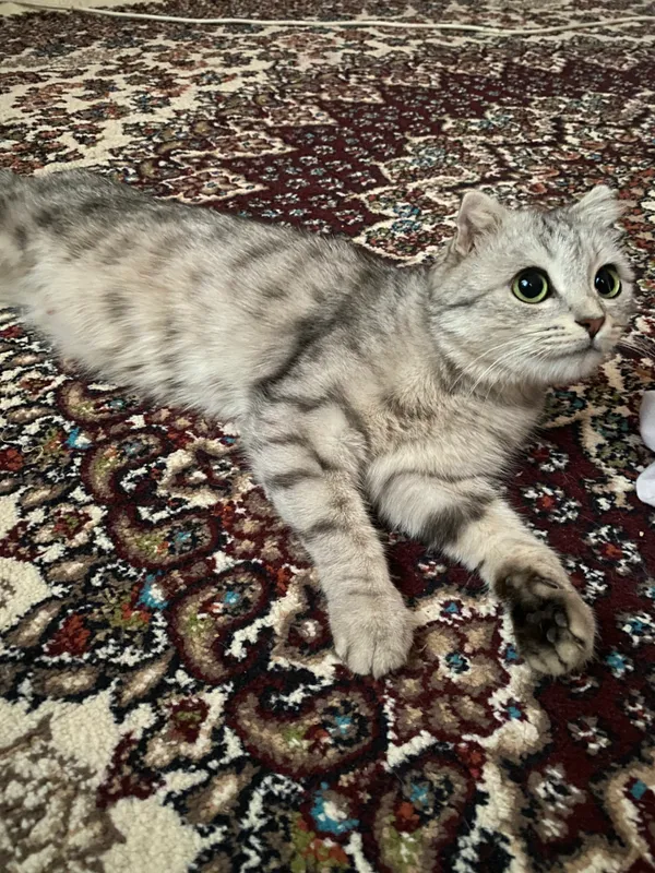Кошка скотиш фолд шиншила 1 Кошка скотиш фолд шиншила 1