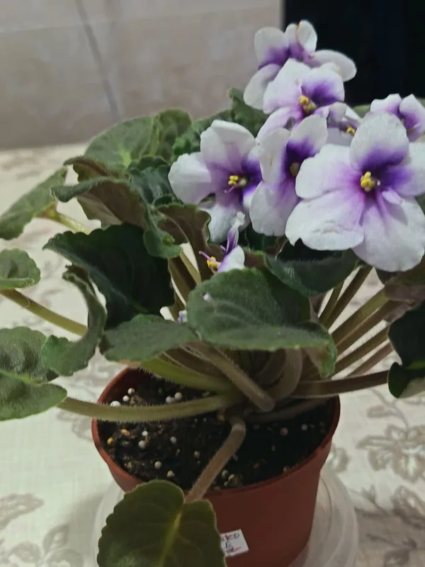 Фиалка комнатная Humako Purple Cloud — фото 1