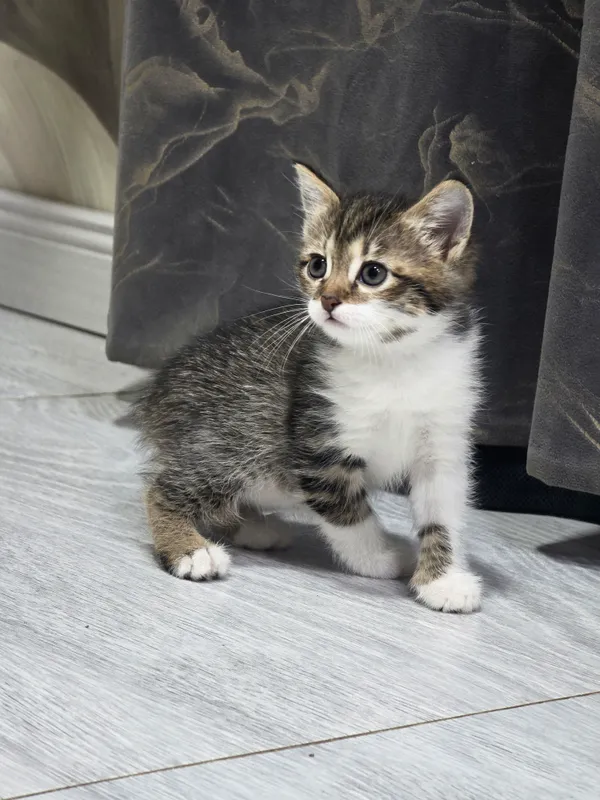 отдам котят в добрые руки бесплатно 2 отдам котят в добрые руки бесплатно 2