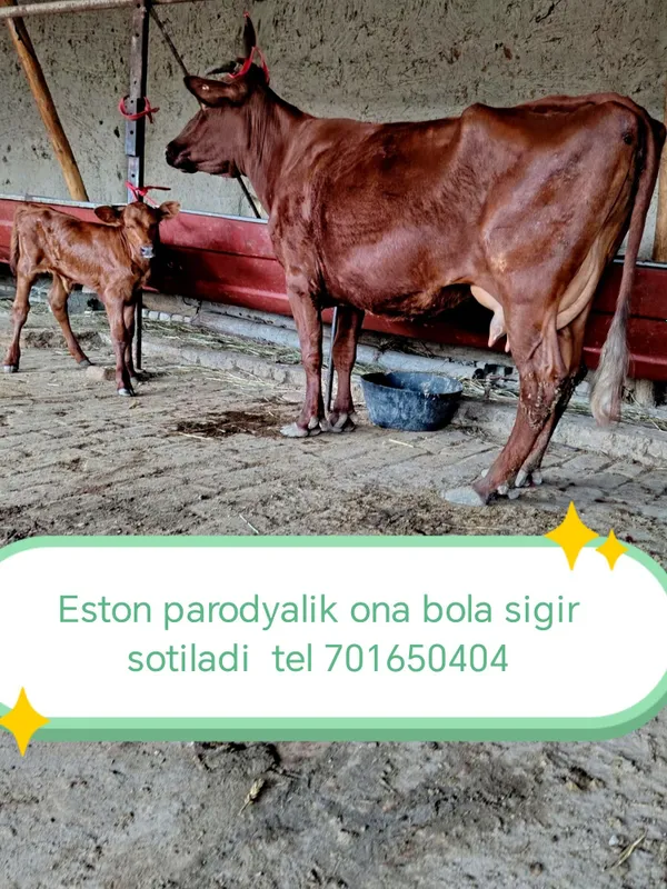 Ona bola sigir sotiladi sut 18 ta yeb ichishi zo'r gavdasi katta 2