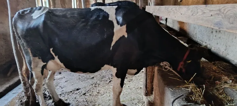 Sigir sotiladi . 1 Sigir sotiladi . 1