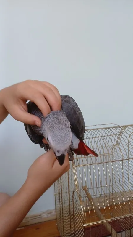 Жако Конго выкормыш ручной 5