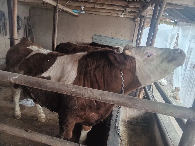 Boqma paroda buqalar smental va grendort narxini telefonda belgilanadi — фото 2
