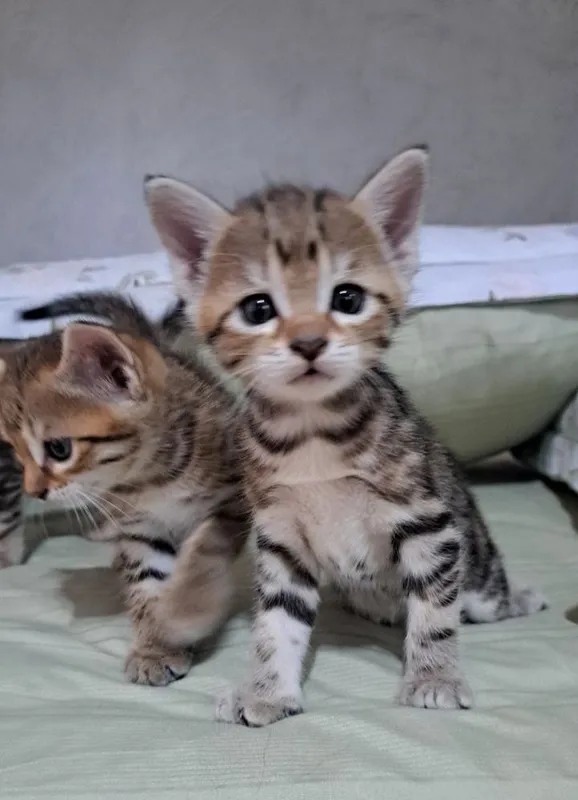 Кошки продаются срочно 2