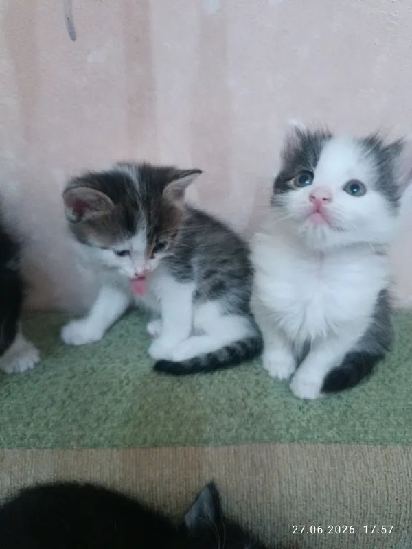 Продаются котята. Очень милые и красивые. — фото 2