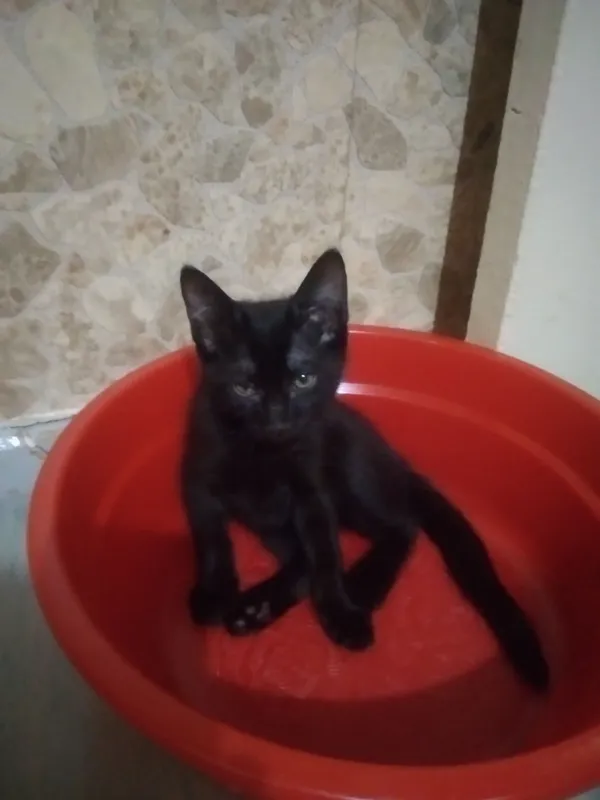 котята — фото 2