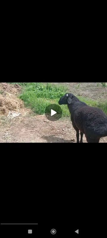 Quchqor sotiladi Qurbonlik uchun 40 kg DAN ziyod gʻushti — фото 2