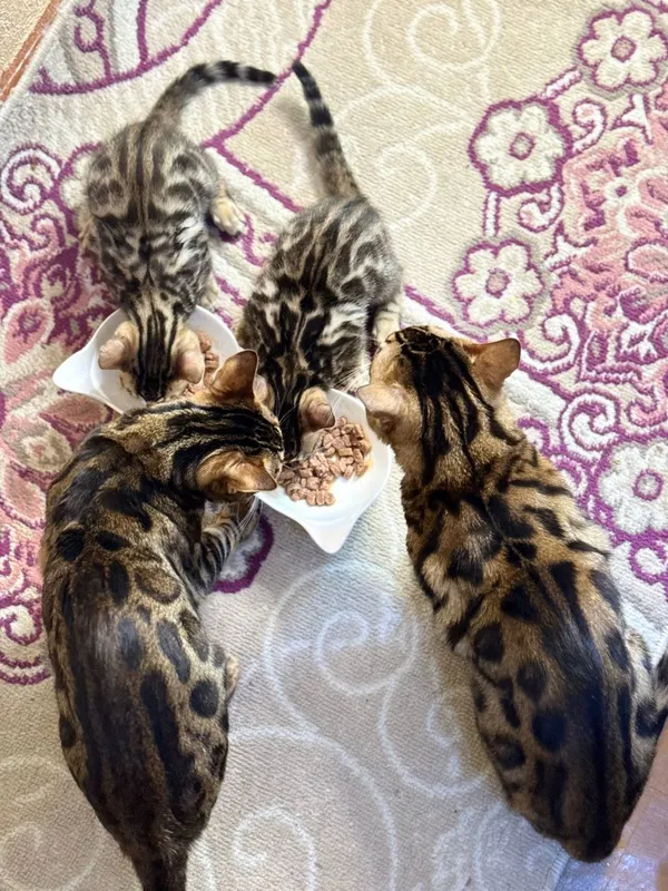 Срочно продается бенгальские котята — фото 1