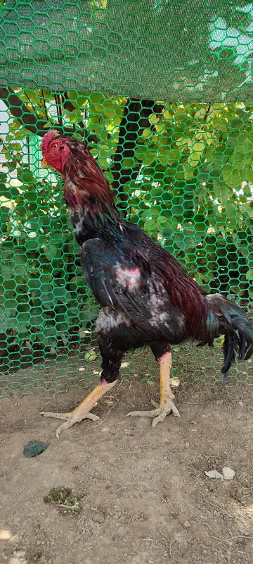 Бардовий сер жахил, тоза қон хўроз 6