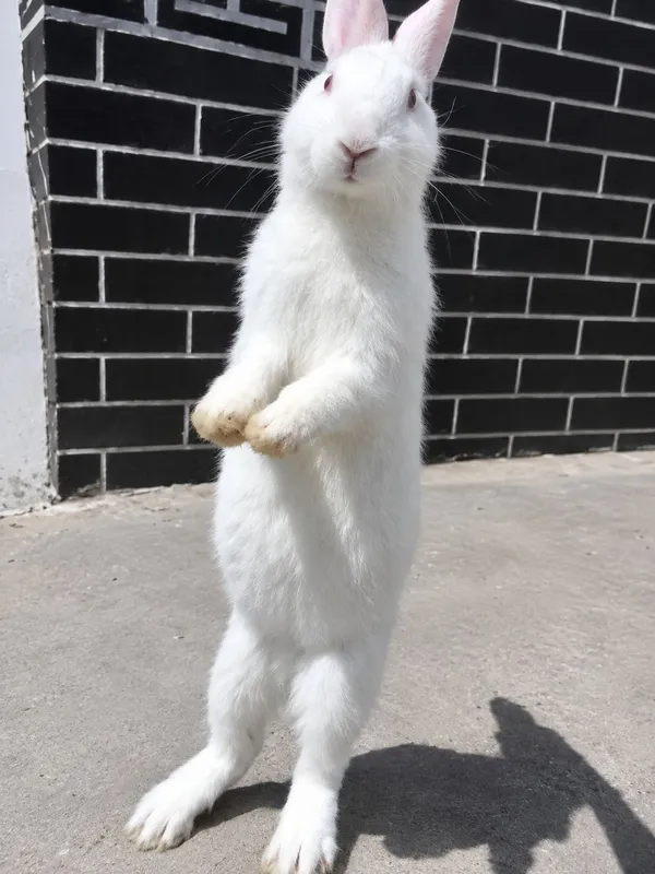 2 ta qiz quyonlar 1 2 ta qiz quyonlar 1
