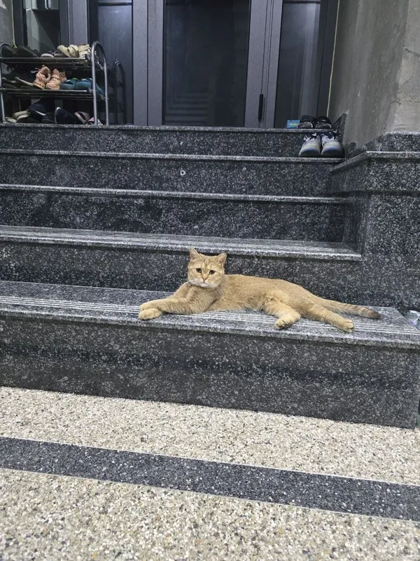 Shinshilla chistokrvniy 1 Shinshilla chistokrvniy 1