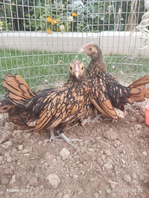 Dekarativniy yaponlar 2 Dekarativniy yaponlar 2