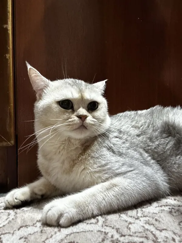 British Shorthair — фото 2