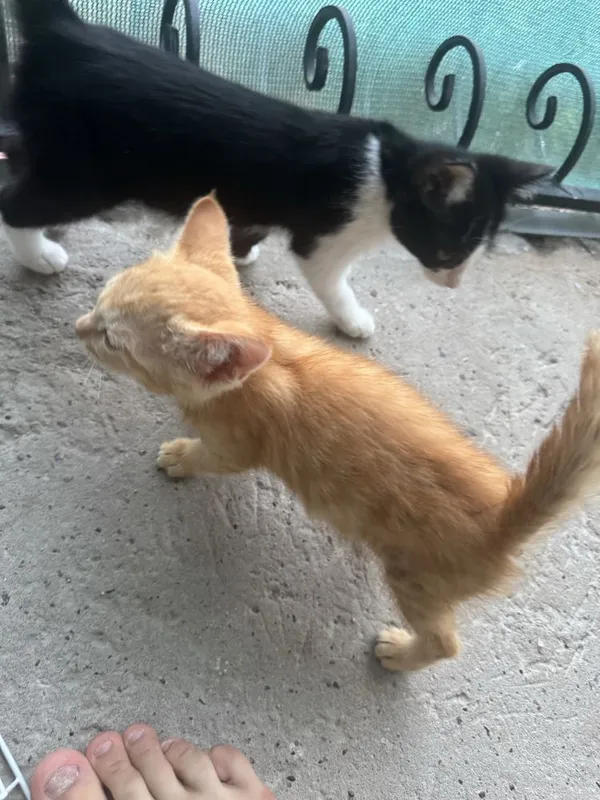 Отдам котят бесплатно 3