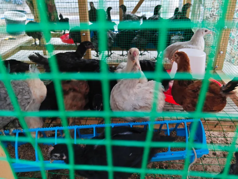 Продам цыплят 2 Продам цыплят 2