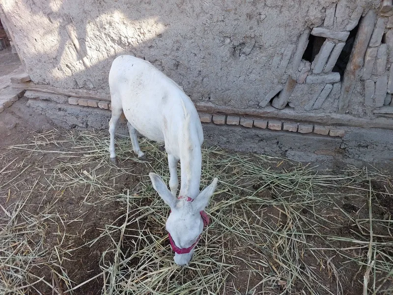 Yuvosh eshak sotiladi 2