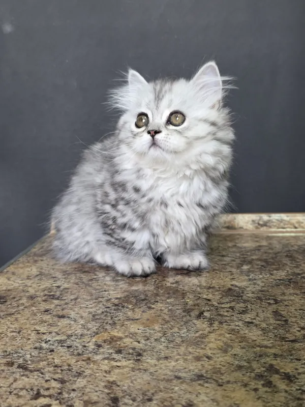 Продаётся котёнок манчкин девочка.., — фото 1