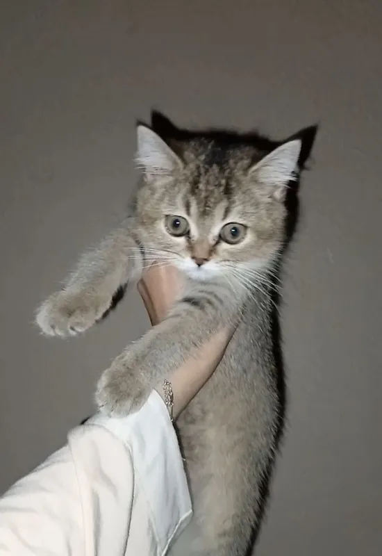 кошка 1 кошка 1