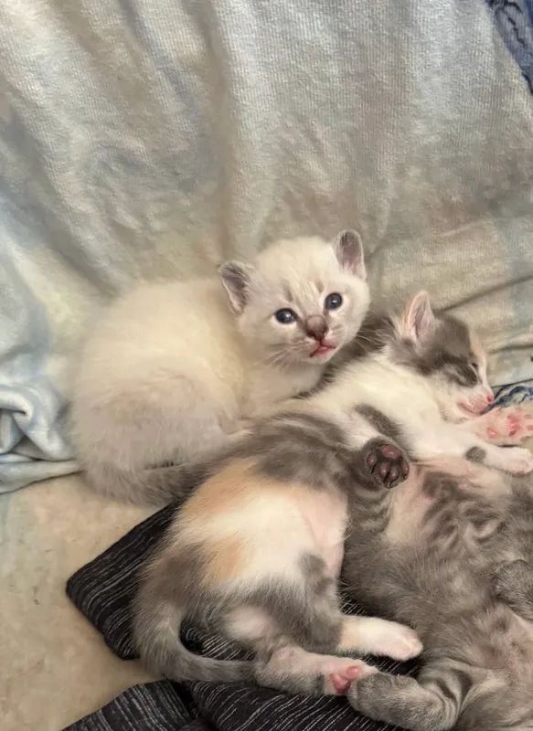 Отдадим двух котят в добрые руки! 5