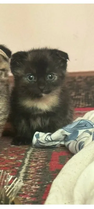 mushuk кошка 2 ойлик