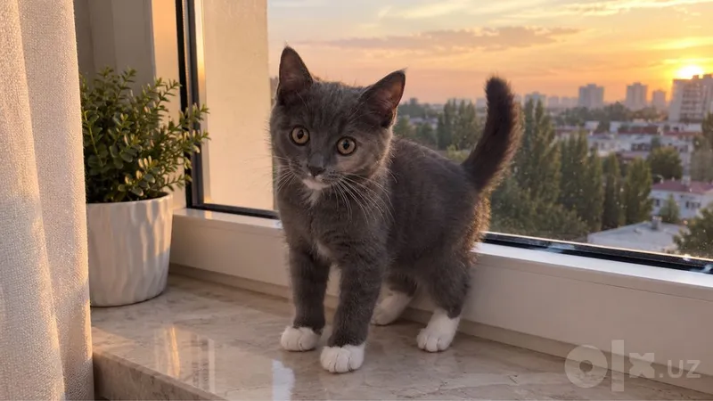 Британская кошка Британская кошка