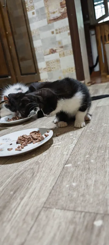 котята 2 котята 2