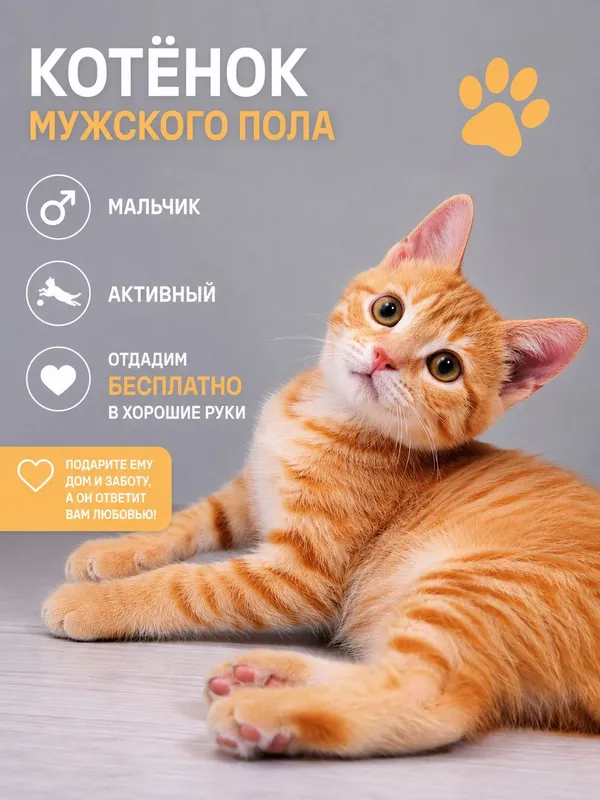 Отдадим в хорошие руки котенка 1