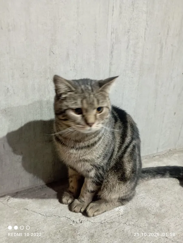 Котёнок 2