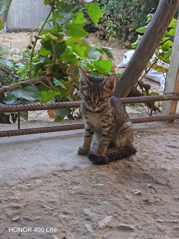 Chiroyli mushukchalar 3